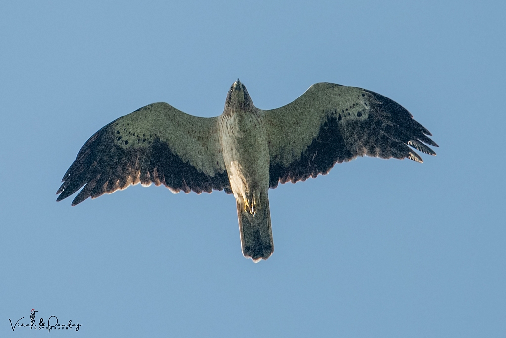 Booted Eagle